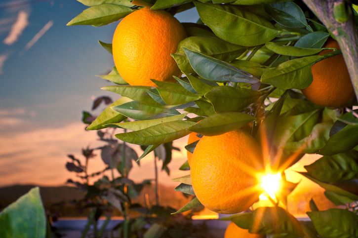 Traditional Greek Orange Spoon Sweet Recipe Image